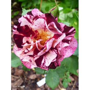 Zbliżenie na pasiastą różę rabatową z różowymi i ciemnoczerwonymi płatkami.