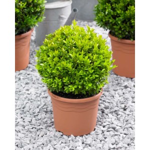 Bukszpan kulisty w doniczce, zielone liście. Dekoracyjna roślina ogrodowa.