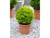 Bukszpan wieczniezielony kula śr. 15cm (Buxus sempervirens)