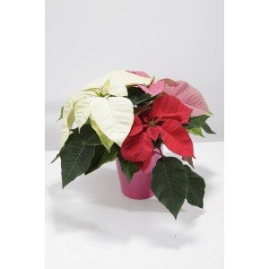 Wielobarwna roślina gwiazdy betlejemskiej t.b.t. w różowej doniczce.