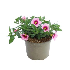 t.b.t. w doniczce: Kwitnąca roślina z różowymi kwiatami i zielonymi liśćmi.