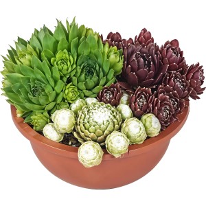 Trójka rojowników w brązowej ceramicznej doniczce (Ø 16 cm): Mieszanka Sempervivum na słoneczne stanowiska.