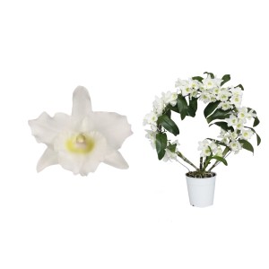 Biała orchidea t.b.t. w doniczce i kwiat w szczegółach.
