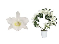 Dendrobium Bow 2 pędy 14 kwiatów 12cm