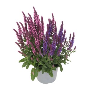 Szałwia omszona Sensation Duo (Salvia nemorosa) don. 17 cm
