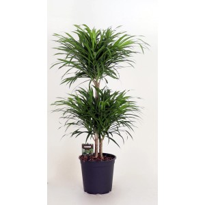 Zielona dracena (smocze drzewo) w doniczce. Roślina doniczkowa o smukłych liściach.
