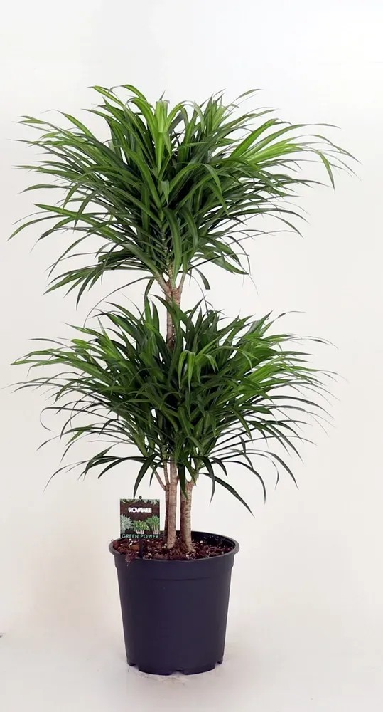 dracena marginata cura Dracaena Marginata – Chicago Plants main image 0