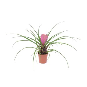 Kwitnąca oplątwa (roślina powietrzna) w doniczce z różowym kwiatem.