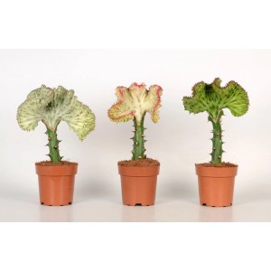 Trzy kaktusy koralowe (Euphorbia lactea) w doniczkach, różne warianty kolorystyczne.