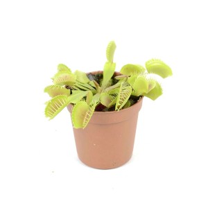 Mała muchołówka w doniczce, zielone liście z mechanizmem łapania.