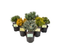 Iglaki różne gatunki forma bonsai