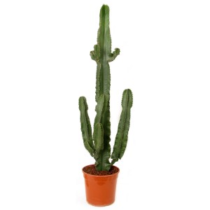 Kaktus kolumnowy w doniczce, zielona roślina doniczkowa na słoneczne stanowiska.