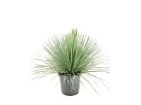 Dasylirion Serratifolium - wys. 75 cm