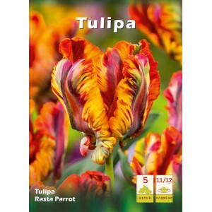 Cebulka tulipana 'Rasta Parrot' z efektownymi, pierzastymi kwiatami w kolorze żółtym, pomarańczowym i czerwonym.