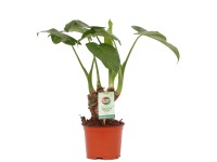 Alokazja (Alocasia cucullata) wys. 50cm