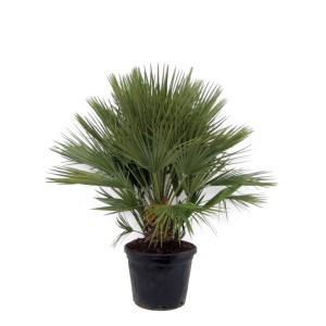 Palma mix wys. 130 cm, don. 40 cm