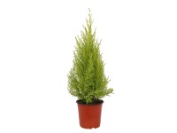Cyprysik Goldcrest Wilma (Cupressus macrocarpa) don. 14 cm