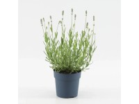 Lawenda (Angustiflora White) - don. 12 cm