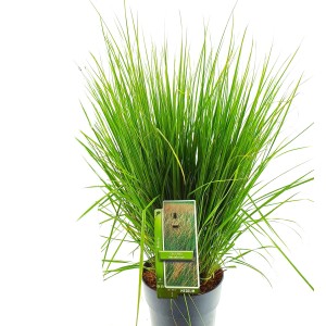 Zielona trawa pampasowa w doniczce, trawa ozdobna do ogrodu i na balkon.