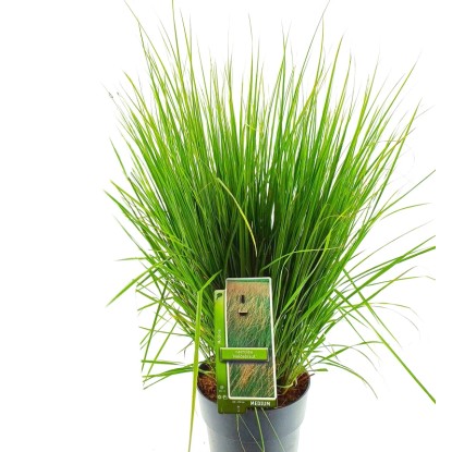 Trawy ogrodowe mix don. 6.5l