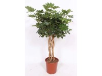 Stokrotka (Bellis) - don. 9 cm