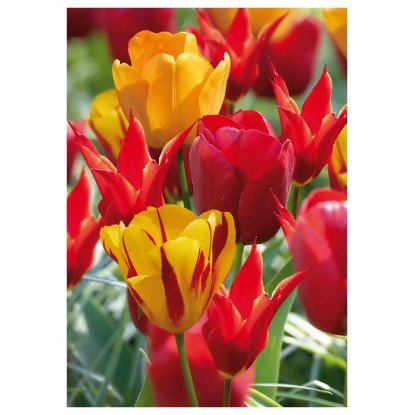 Tulipan Various Fireside 25 szt. mieszanka