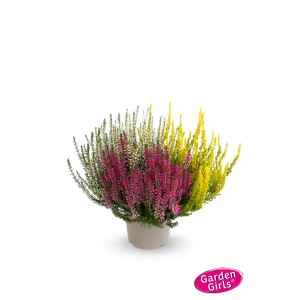 Wrzos Garden Girls Trio XL w doniczce, różne kolory. Mrozoodporny Calluna vulgaris na rabaty i balkony.