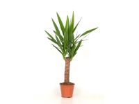 Juka (Yucca) pień - don. 14 cm