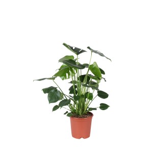 Rośliny zielone mix don. 21 cm