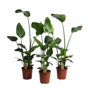 Trzy duże, zielone rośliny doniczkowe (t.b.t.) w brązowych doniczkach.