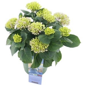 Hortensja ogrodowa (Hydrangea macrophylla Magical) don. 20 cm