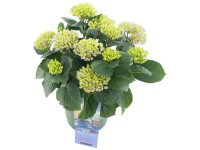 Hortensja ogrodowa (Hydrangea macrophylla Magical) don. 20 cm