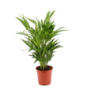 Palma Areka (Dypsis Areca Palm) - don. 17 cm
