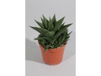Haworcja - Haworthia Limpifolia wys.10cm don.8cm
