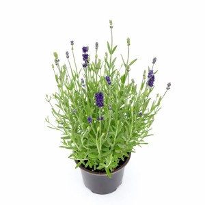 Lawenda wąskolistna (Lavandula angustifolia) don. 10,5 cm