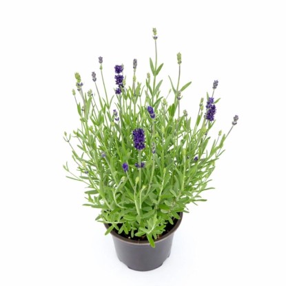 Lawenda wąskolistna (Lavandula angustifolia) don. 10,5 cm