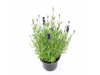 Lawenda wąskolistna (Lavandula angustifolia) don. 10,5 cm
