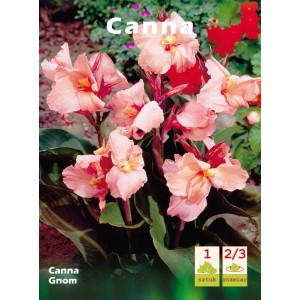 Canna 'Gnom' z delikatnymi różowymi kwiatami, idealna na rabaty i do donic.