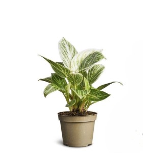 Filodendron Peridot (Philodendron Peridot) don. 6 cm