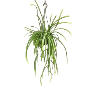Ripsalis (Rhipsalis Holvianum) - don. 14 cm