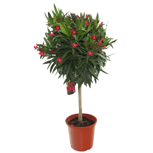 Kulisty oleander (t.b.t.) w doniczce z czerwonymi kwiatami. Dekoracyjna roślina zielona do wnętrz.