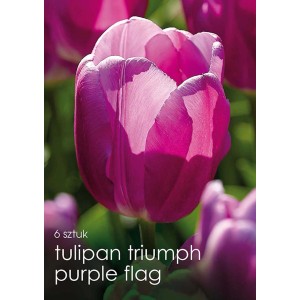 Zbliżenie na fioletowego tulipana Triumph 'Purple Flag'. Eleganckie kwiaty do wiosennego ogrodu.