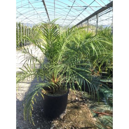 Daktylowiec niski (Phoenix roebelenii) - don. 18 l