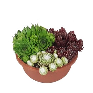 Trójskok skalnicowy w brązowej doniczce ceramicznej (Ø 16 cm). Mieszanka Sempervivum na balkon i taras.