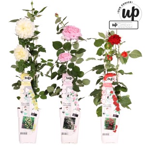 Trzy róże rabatowe (różne kolory) w doniczce.