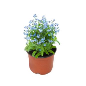 t.b.t. roślina doniczkowa z jasnoniebieskimi kwiatami w brązowej doniczce.