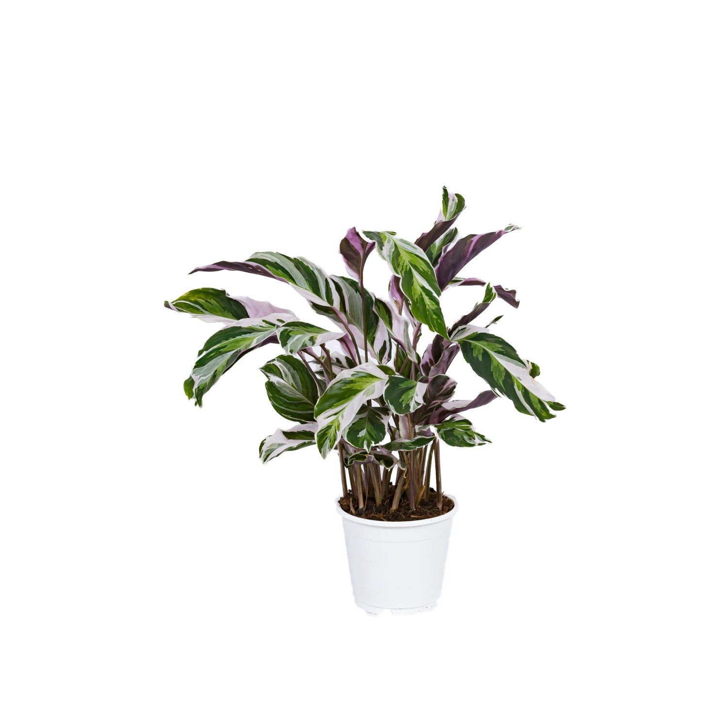 Kalatea (Calathea) Fusion White - don. 14 cm