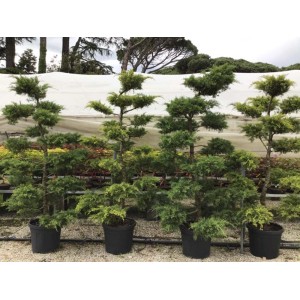 Kilka roślin Jałowiec płożący w doniczkach. Jałowiec płożący.