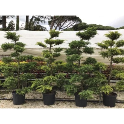 Jałowiec Pfitzeriana bonsai - wys. 150-175 cm