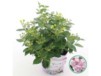 Hortensja (Hydrangea hybrid French Bolero Pink) - don. 20 cm